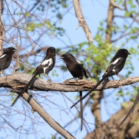 Dzierzba srokata - Lanius melanoleucus - Magpie Shrike