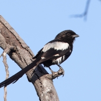 Dzierzba srokata - Lanius melanoleucus - Magpie Shrike