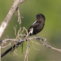 Dzierzba srokata - Lanius melanoleucus - Magpie Shrike