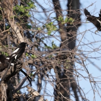 Dzierzba srokata - Lanius melanoleucus - Magpie Shrike