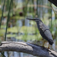 Czapla zielonawa - Butorides striata - Striated Heron