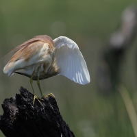 Czapla modronosa - Ardeola ralloides - Squacco Heron