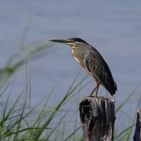 Czapla zielonawa - Butorides striata - Striated Heron