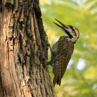 Dzięcioł sawannowy - Chloropicus namaquus - Bearded Woodpecker