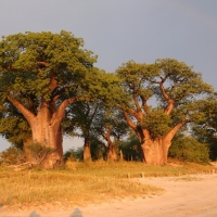 Baobaby pod którymi obozował Livingstone