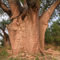 Baobaby pod którymi obozował Livingstone