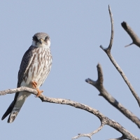 Kobczyk amurski - Falco amurensis - Amur Falcon