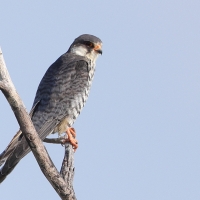 Kobczyk amurski - Falco amurensis - Amur Falcon