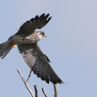 Kobczyk amurski - Falco amurensis - Amur Falcon