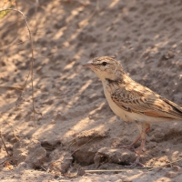 Skowroniec sawannowy - Mirafra africana - Rufous-naped Lark