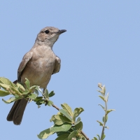 Mucharka płowa - Melaenornis infuscatus - Chat Flycatcher