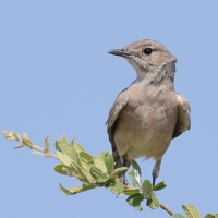 Mucharka płowa - Melaenornis infuscatus - Chat Flycatcher