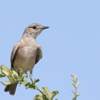 Mucharka płowa - Melaenornis infuscatus - Chat Flycatcher