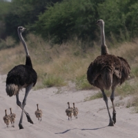 Struś czerwonoskóry - Struthio camelus - Common Ostrich