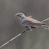 Pustynka białołbista - Eremopterix verticalis - Grey-backed Sparrow-Lark