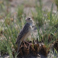 Skowroniec pustynny - Mirafra fasciolata - Eastern Clapper Lark