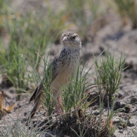 Skowroniec pustynny - Mirafra fasciolata - Eastern Clapper Lark