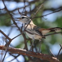 Drozdówka białosterna - Cercotrichas quadrivirgata - Bearded Scrub-Robin