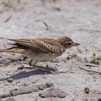 Skowroniec białobrewy - Calendulauda sabota - Sabota Lark