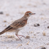 Skowrończyk rdzawołbisty - Calandrella cinerea - Red-capped Lark