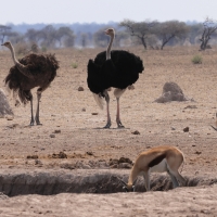 Struś czerwonoskóry - Struthio camelus - Common Ostrich