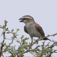 Wróbel rdzawy - Passer motitensis - Great Sparrow