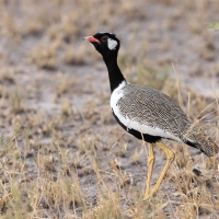 Dropik jasnoskrzydły - Afrotis afraoides - White-quilled Bustard