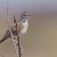 Skowroniec białobrewy - Calendulauda sabota - Sabota Lark