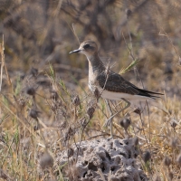 Sieweczka długonoga - Charadrius asiaticus - Caspian plover