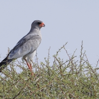 Jastrzębiak jasny - Melierax canorus - Pale Chanting Goshawk