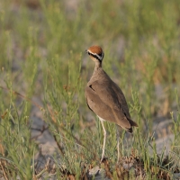 Rączak mały - Cursorius temminckii - Temminck's Courser