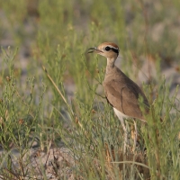 Rączak mały - Cursorius temminckii - Temminck's Courser