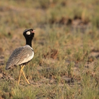 Dropik jasnoskrzydły - Afrotis afraoides - White-quilled Bustard