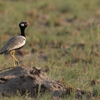 Dropik jasnoskrzydły - Afrotis afraoides - White-quilled Bustard