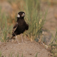 Pustynka białoucha - Eremopterix leucotis - Chestnut-backed Sparrow-Lark