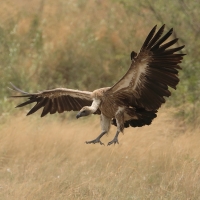 Sęp afrykański - Gyps africanus - White-backed Vulture