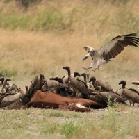 Sęp afrykański - Gyps africanus - White-backed Vulture