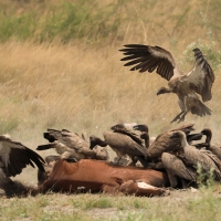Sęp afrykański - Gyps africanus - White-backed Vulture