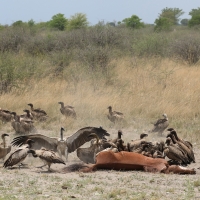 Sęp afrykański - Gyps africanus - White-backed Vulture