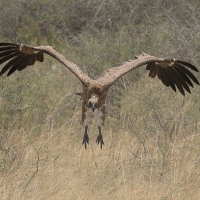 Sęp afrykański - Gyps africanus - White-backed Vulture