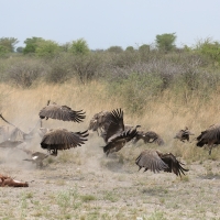 Sęp afrykański - Gyps africanus - White-backed Vulture