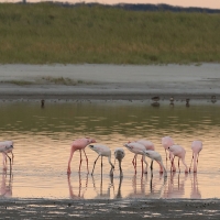 Flaming mały - Phoeniconaias minor - Lesser Flamingo
