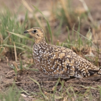 Stepówka kalaharyjska - Pterocles burchelli - Burchell's Sandgrouse