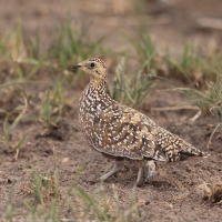Stepówka kalaharyjska - Pterocles burchelli - Burchell's Sandgrouse
