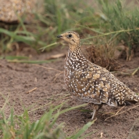 Stepówka kalaharyjska - Pterocles burchelli - Burchell's Sandgrouse