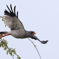 Jastrzębiak jasny - Melierax canorus - Pale Chanting Goshawk