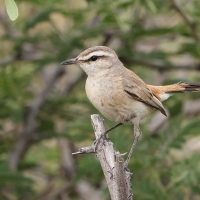 Chwastówka pustynna - Cisticola aridulus - Desert Cisticola