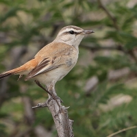Chwastówka pustynna - Cisticola aridulus - Desert Cisticola