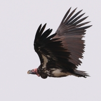 Sęp uszaty - Torgos tracheliotos - Lappet-faced Vulture