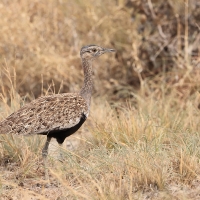 Dropik rdzawoczuby - Lophotis ruficrista - Red-crested korhaan